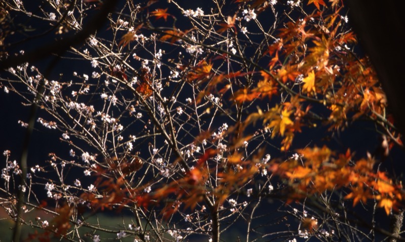 桜山