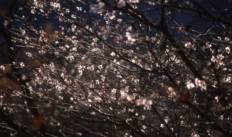 桜山