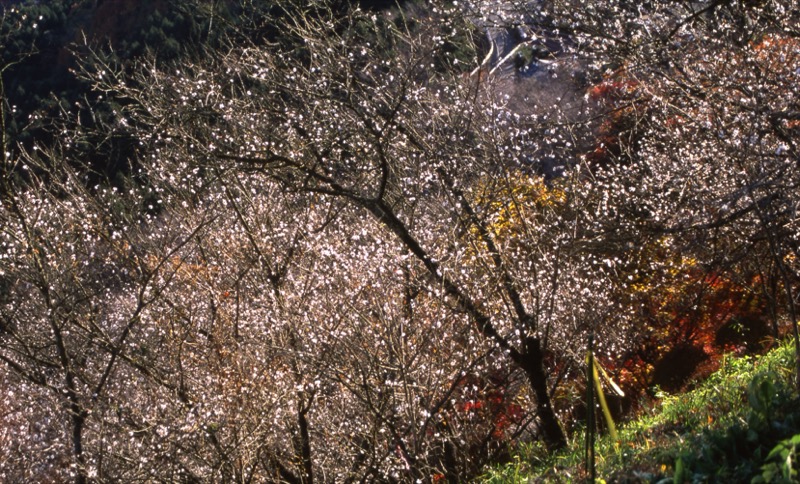 桜山