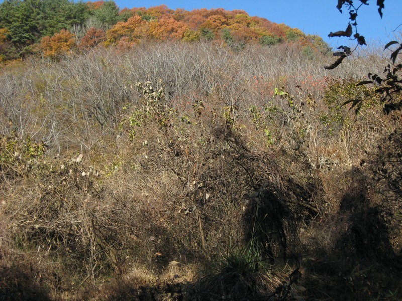 羅漢寺山