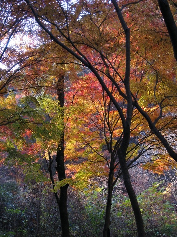 羅漢寺山