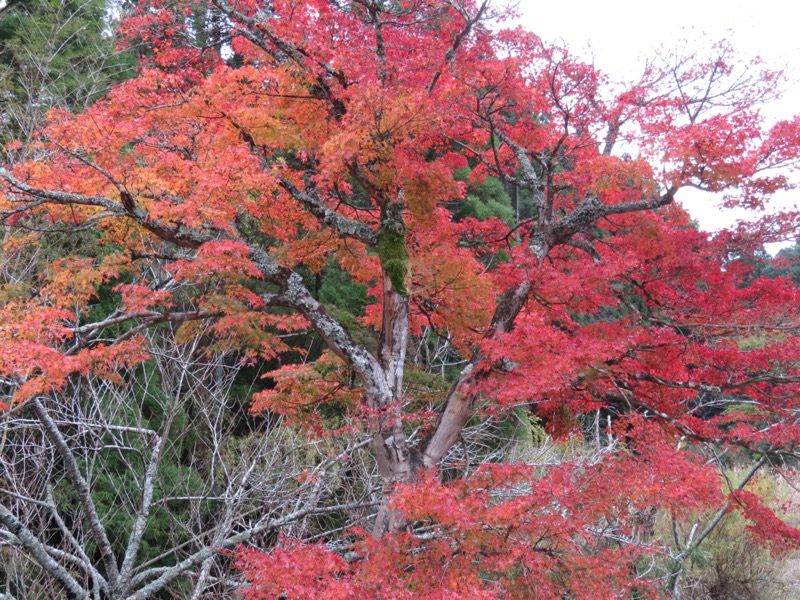 大福山