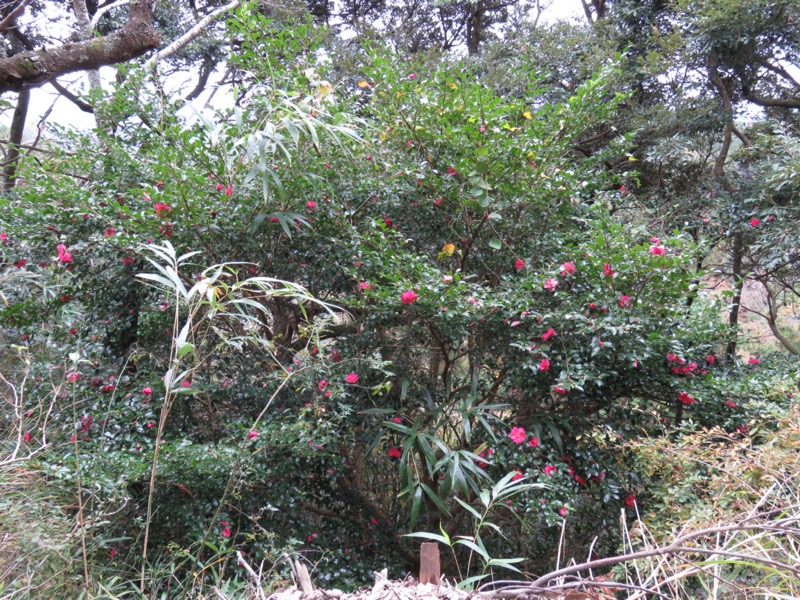 大福山