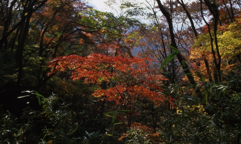 奥久慈・男体山