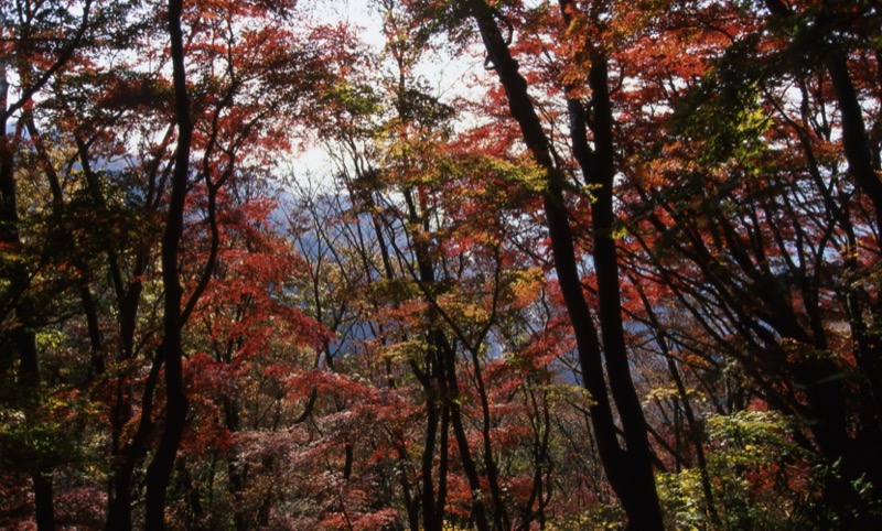 奥久慈・男体山