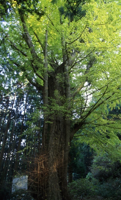 奥久慈・男体山