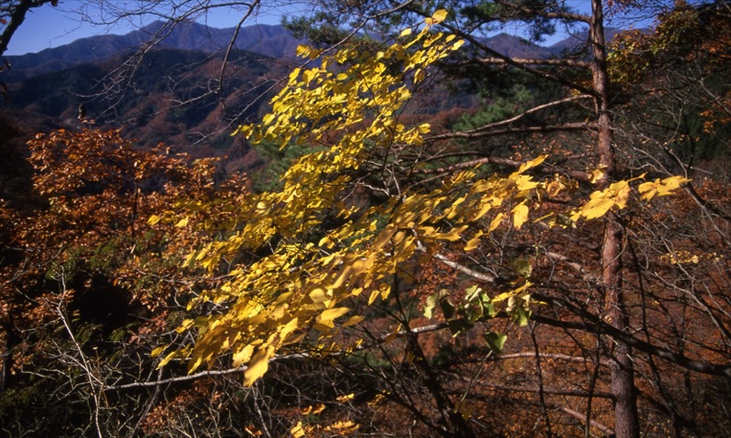 岩殿山