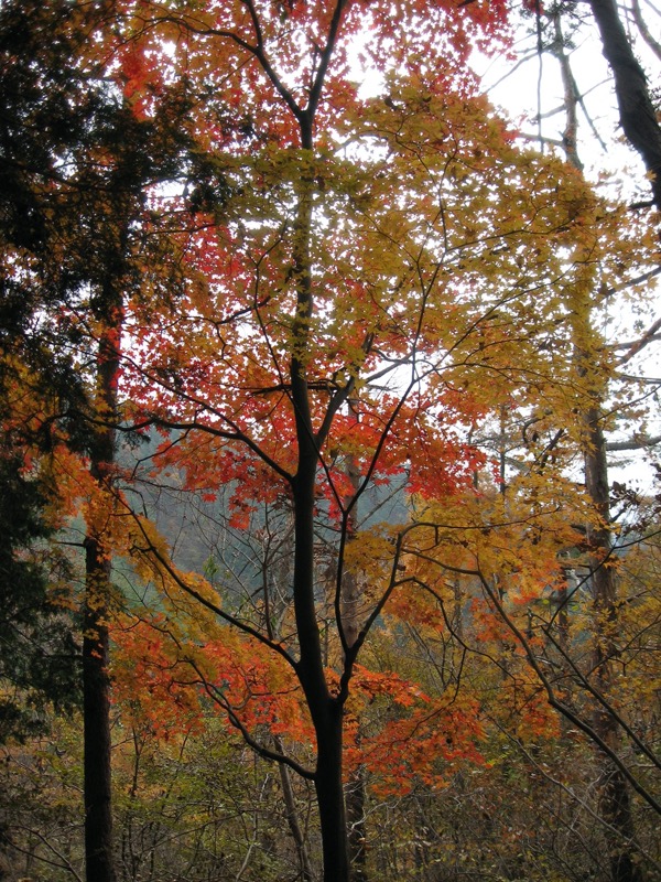 高川山