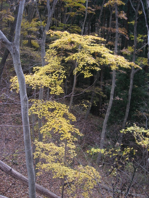 高川山