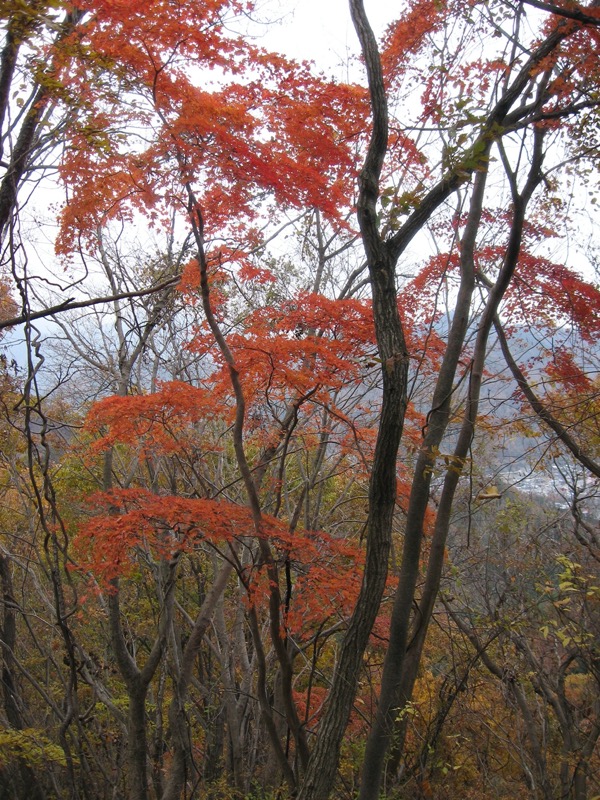 高川山