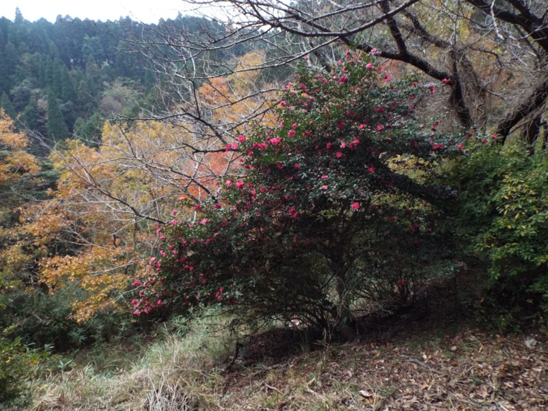 大福山