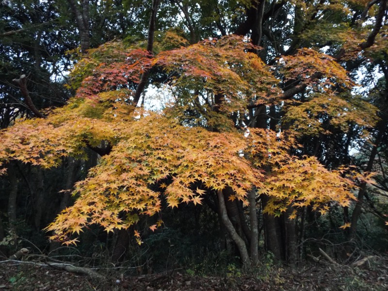 大福山