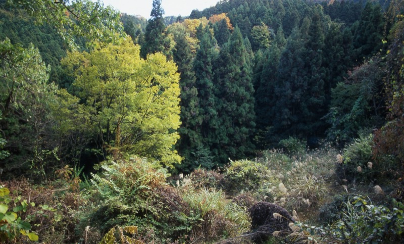 桜山