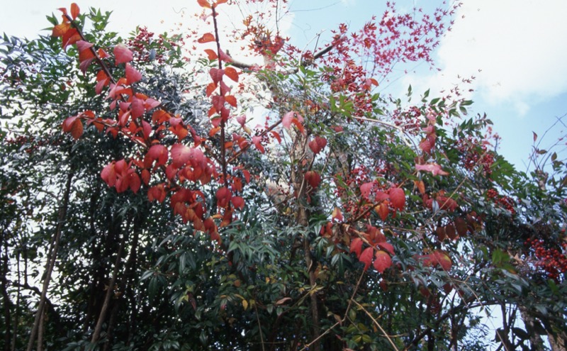 桜山