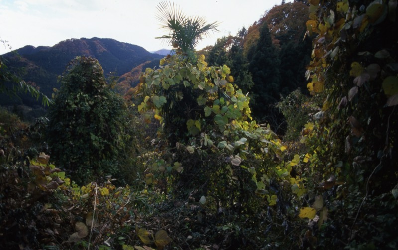 桜山