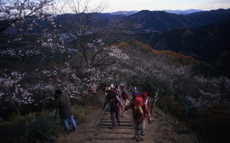 桜山