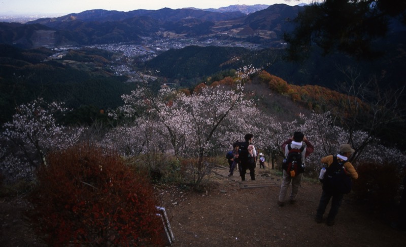 桜山