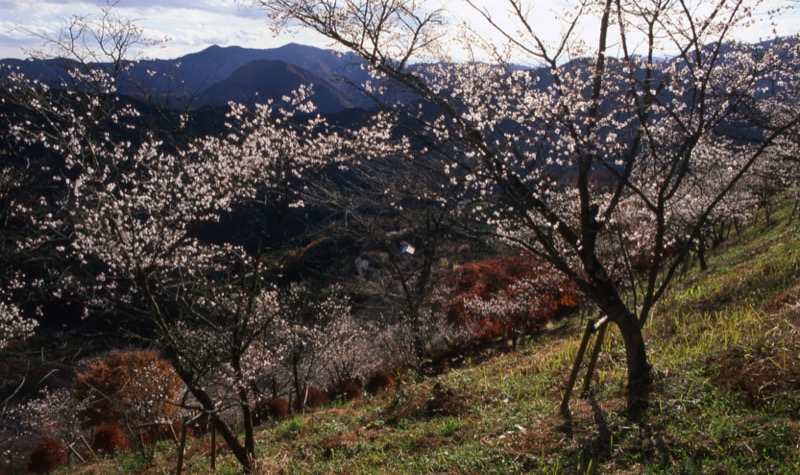 桜山