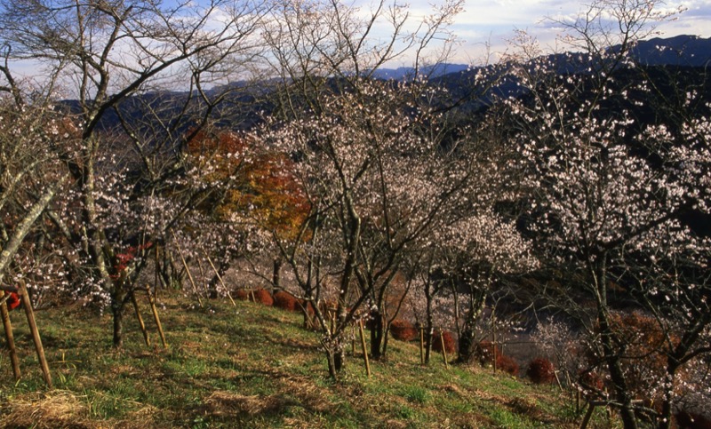 桜山