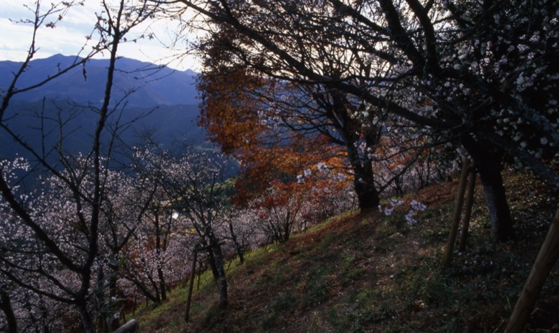 桜山