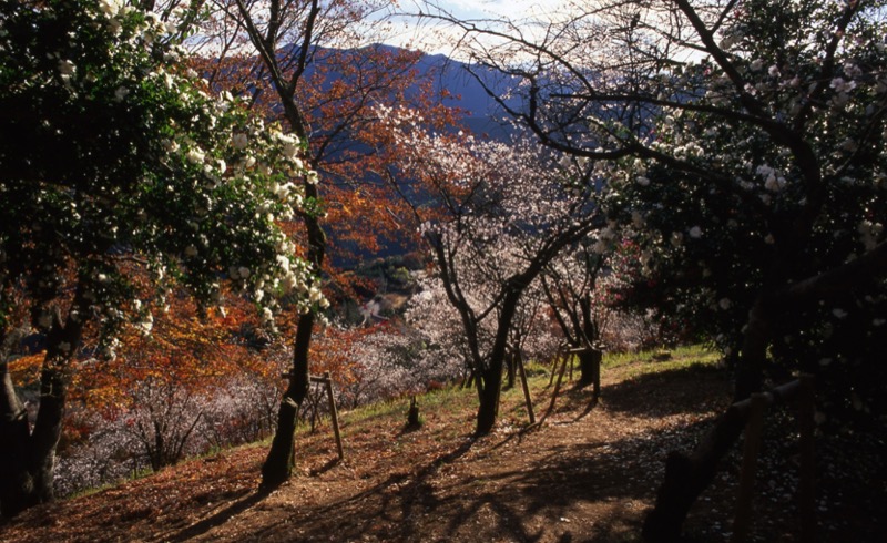 桜山