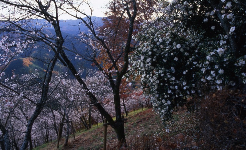 桜山