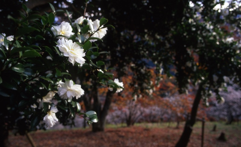 桜山