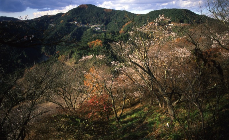 桜山