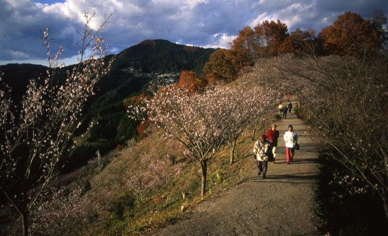 桜山