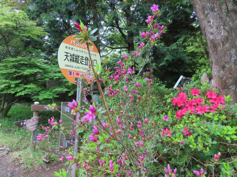 天城山、登山口ではつつじがお出迎えです。この時すでに雨が降っていましたから、カッパをきてザックカバーを付けて雨対策は完璧です。