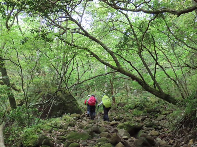 天城山。この広い山の中に私たちだけという非常に贅沢な空間です。マイナスイオンも吸いたい放題なのです。