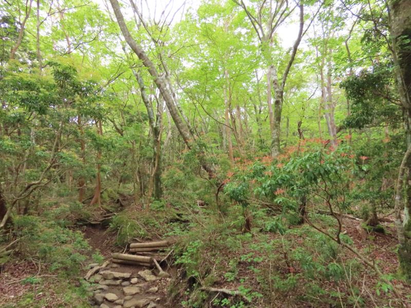 天城山。アセビの新赤も（笑）、山行中、目をたのしませてくれていました。