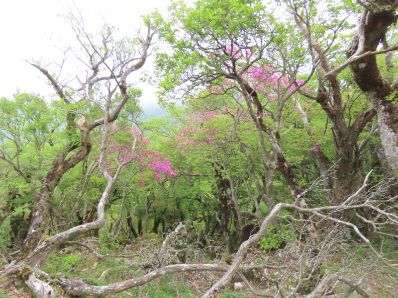 天城山。ミツバツツジが新緑によく映えます。