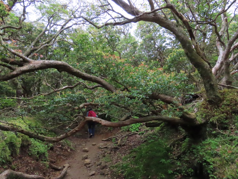 天城山。アセビのトンネルの始まり。花の時期はどんなに素敵なんだろうと心をときめかせていましたが、今回は花が散ってしまった時期に来てしまいました（苦笑）。