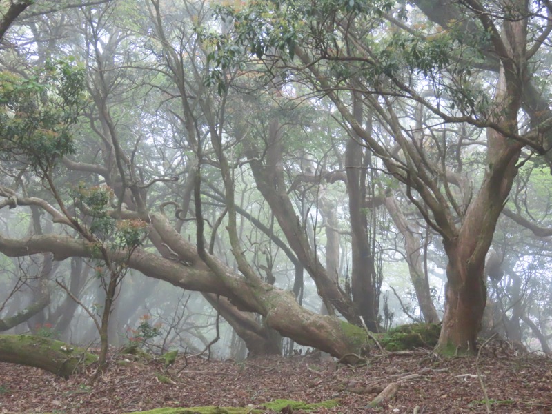 天城山。万二郎岳から約1時間経過。いったん下り、再び上り返しの手前で一休みした。