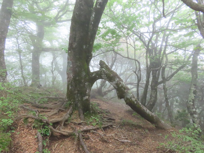 天城山。へびブナの小さい版。折れたって、形を変えたって生きているのだ。