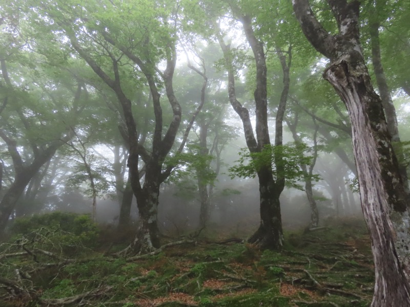 天城山。しばらくはブナの森を進み、森林浴を続ける。若葉とミストで私の細胞もパワーをもらう。