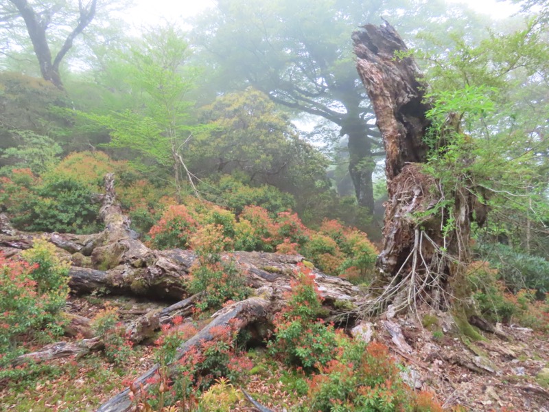 天城山。まるで見本庭園のような景観。この大木が折れた時に周りのシャクナゲもなぎ倒されて壊滅してしまったらしい。