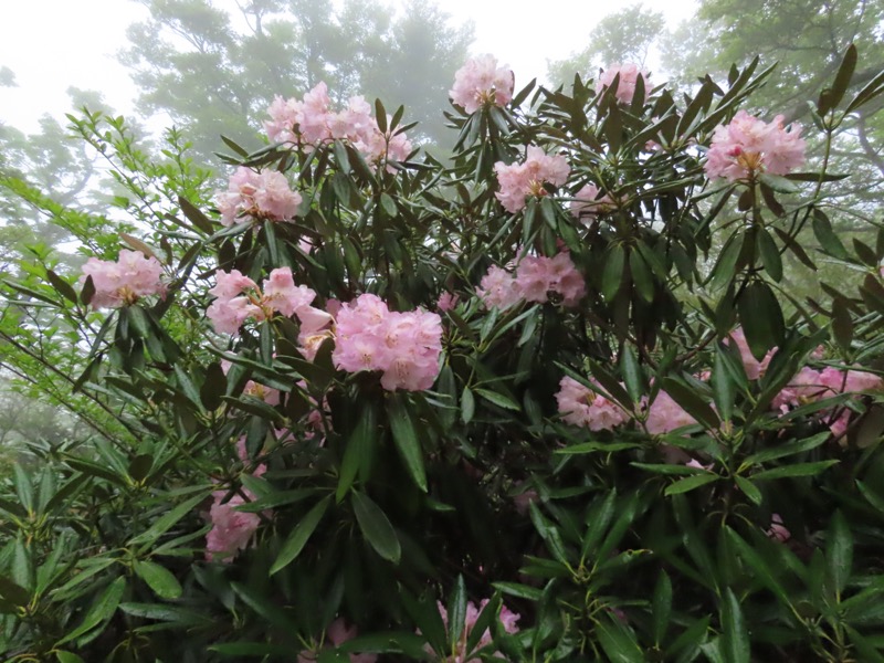 天城山。生き残ったシャクナゲの木。そんな歴史を知ると、見た目はこんなに華やかな花なのだが、寂しげにも見えてくる。