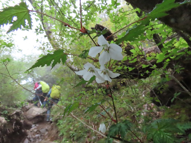 天城山。急登を行くときは路傍の花には目を配る余裕がなくなります。