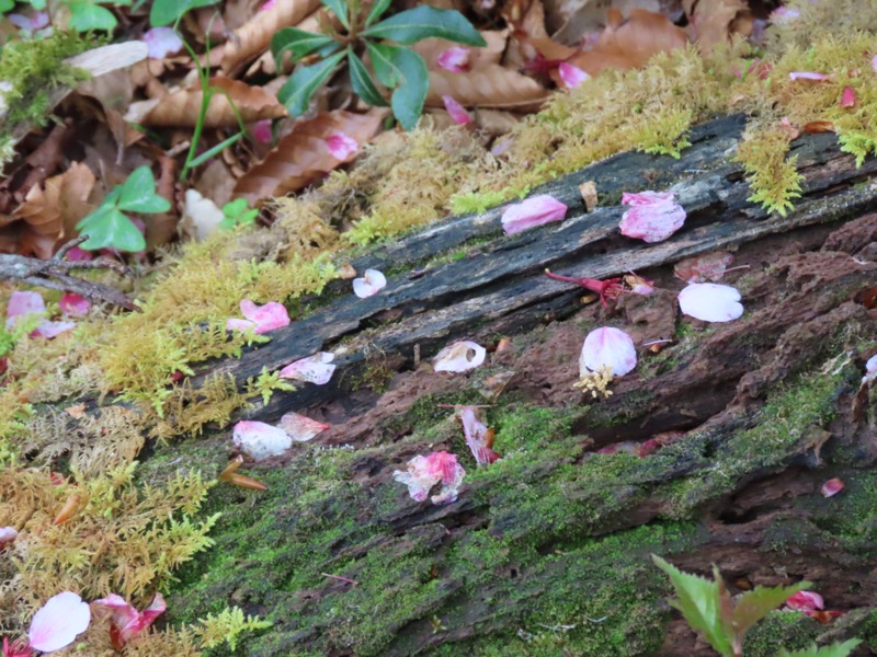 天城山。天城縦走路の分かれ道辺りで桜の花びらが認められて。あ、桜が咲いていると見上げるのだった。かわいらしい小桜が控えめに咲いていた