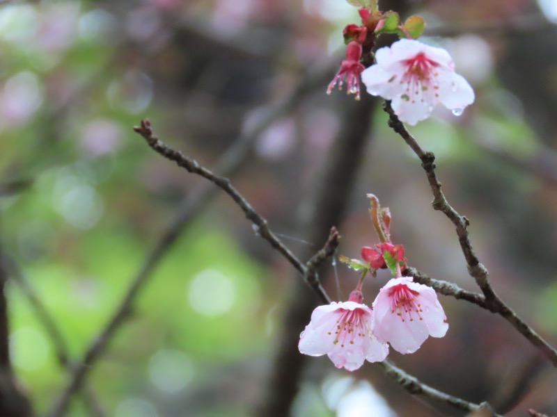 天城山。パラパラと小桜が咲いていた。雨に濡れている様子がまたかわいらしいのだった。