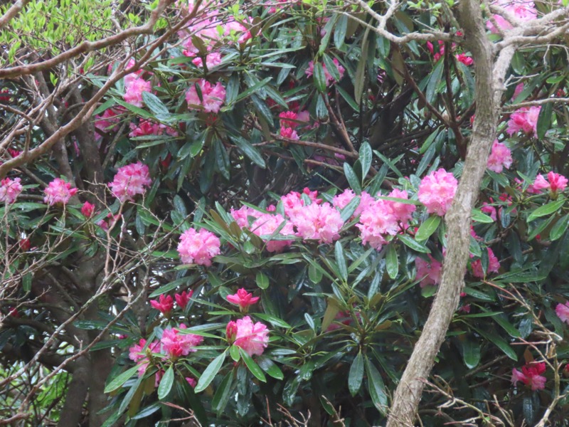 天城山。シャクナゲは華やかですな。