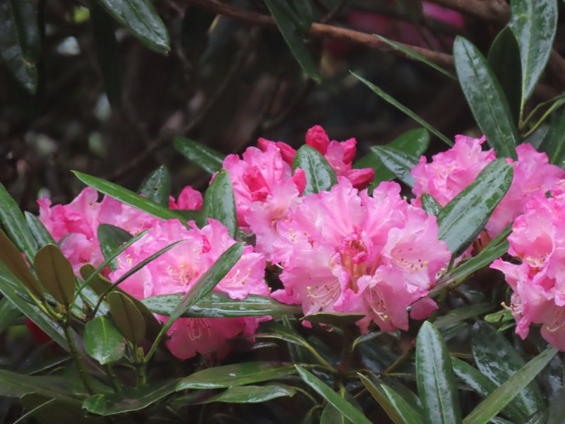 天城山。シャクナゲ。雨が降ってきた。花もしっとりとしていて、また違って美しいです。