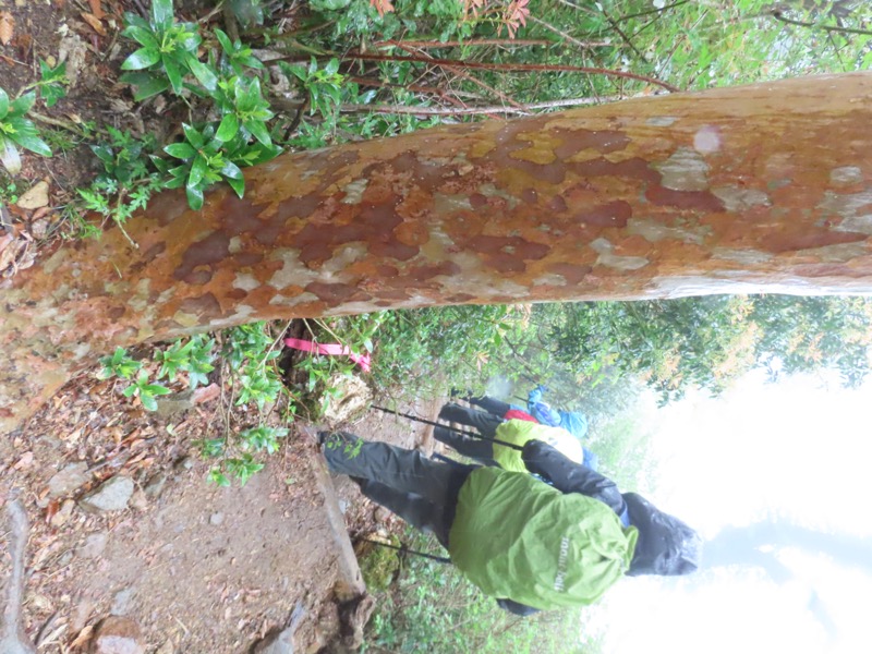 天城山。シャラの木の樹皮がぺりぺりっと剥がれ落ちており、雨に濡れることによってそのまだら模様がより鮮明となっていた。