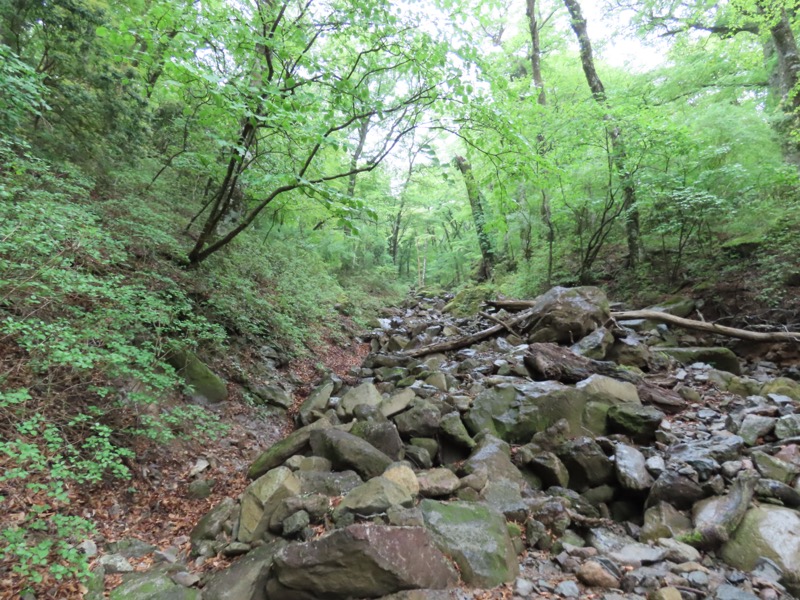 天城山。一気に濁流が下った後でしょう。大雨が降れば川になるのでしょう。