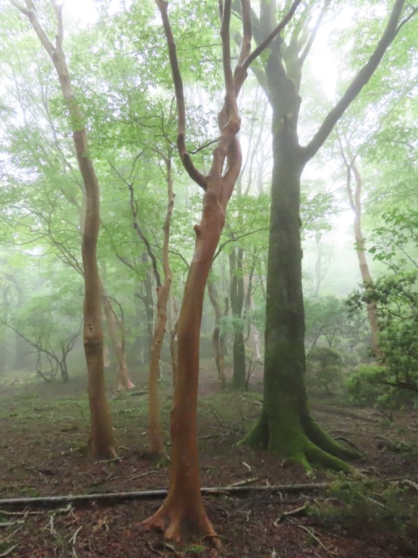 天城山。ヒメシャラの林が出てきた。ほんとにクネクネとして、なんともなまめかしいというか、樹の精のようにも見える。