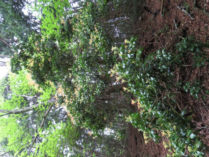 天城山。遠くから見たら花のように見えました。これは天城山を代表する木のひとつで、このあと、次々に登場してきます。