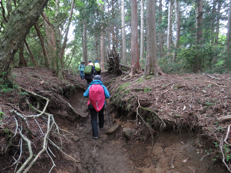 天城山。ここでは雨水の侵食が「谷をつくった」というよりは「溝をつくった」という規模だという感じです。縁にあって根を伸ばしている木が、溝の幅が広がるのを防いでいるというふうに見えますね。