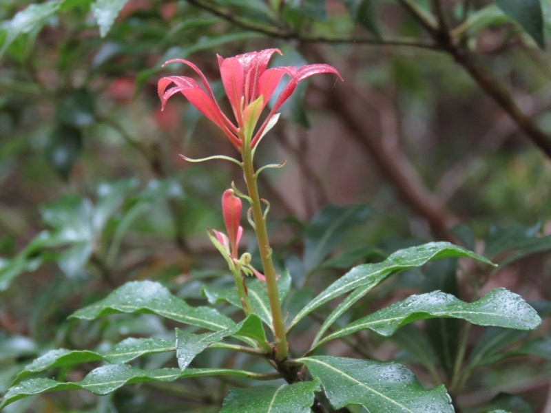 天城山。アセビの「紅色の新芽」ですね、これが。